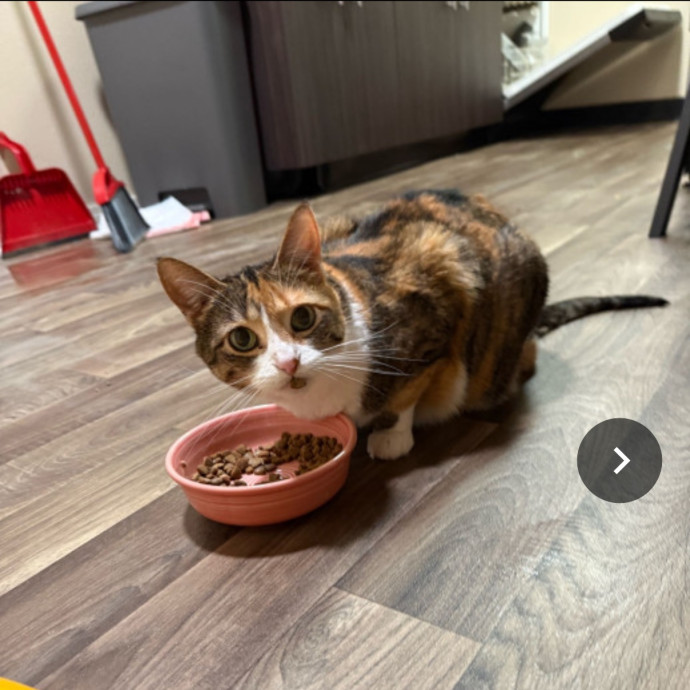 Minnie's Meows