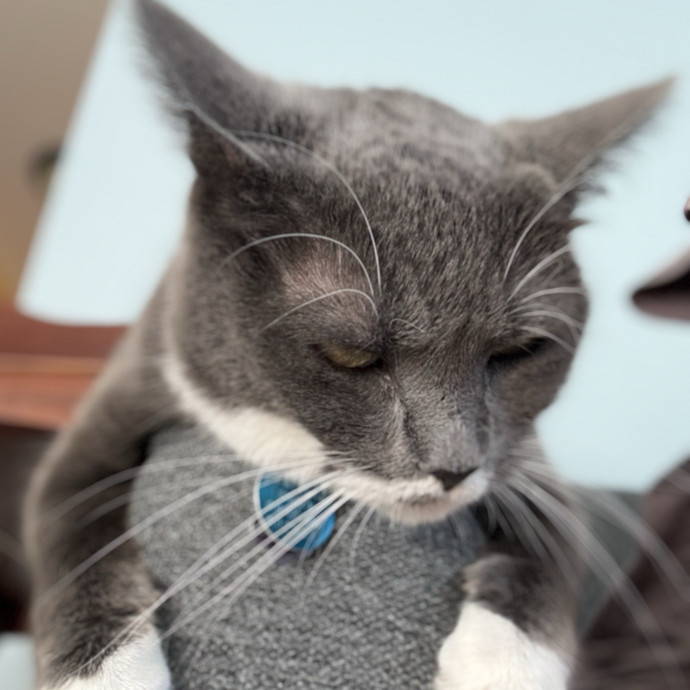 Minnie's Meows photo 3