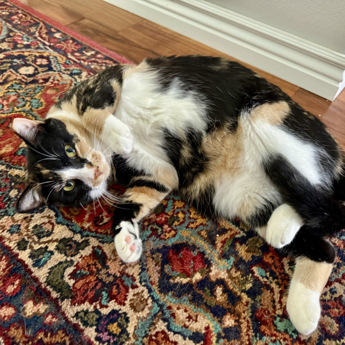 Minnie's Meows photo 2