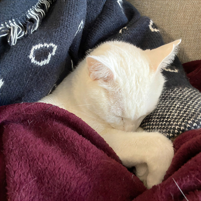 Joanna's Best Furiends Furever Cat Care