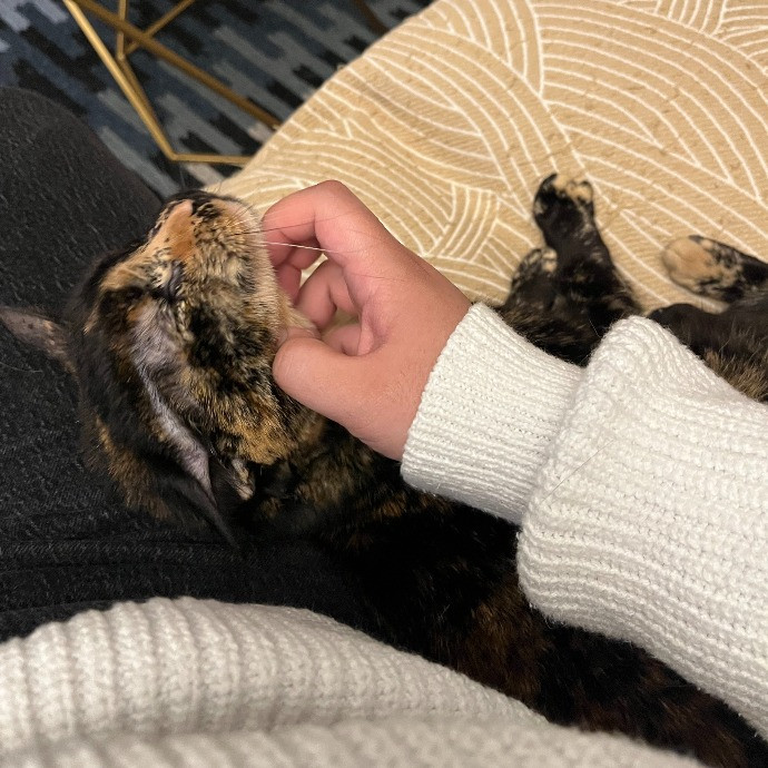 Joanna's Best Furiends Furever Cat Care