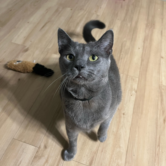 Joanna's Best Furiends Furever Cat Care