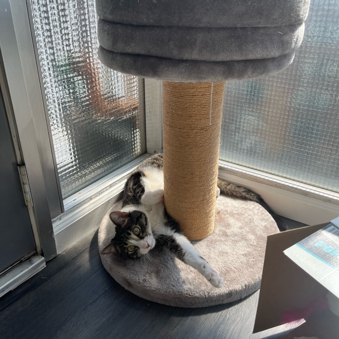 Joanna's Best Furiends Furever Cat Care photo 2