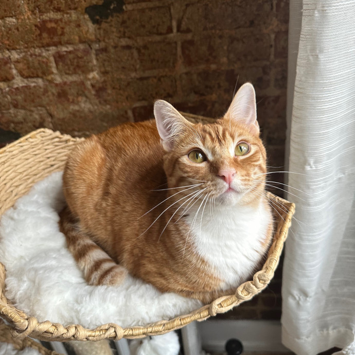 Victoria's Cat Care Community Of Nyc