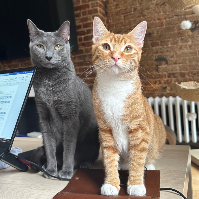 Victoria's Cat Care Community Of Nyc