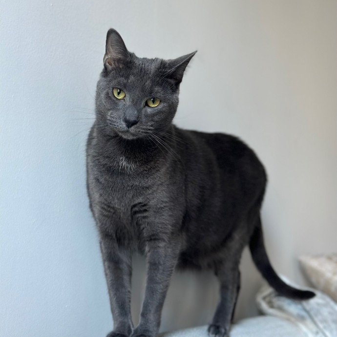 Victoria's Cat Care Community Of Nyc