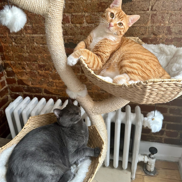 Victoria's Cat Care Community Of Nyc photo 3