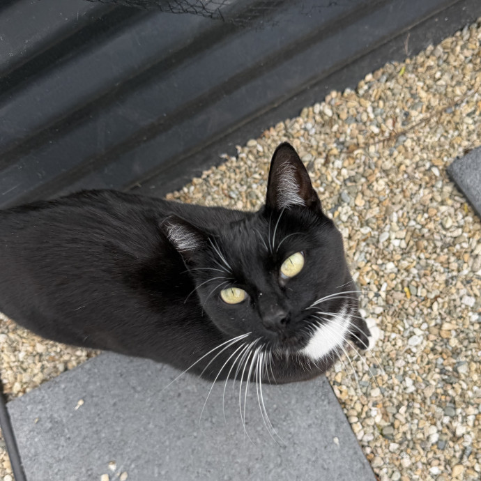The Cat Whisperer -Luxury Cat Care