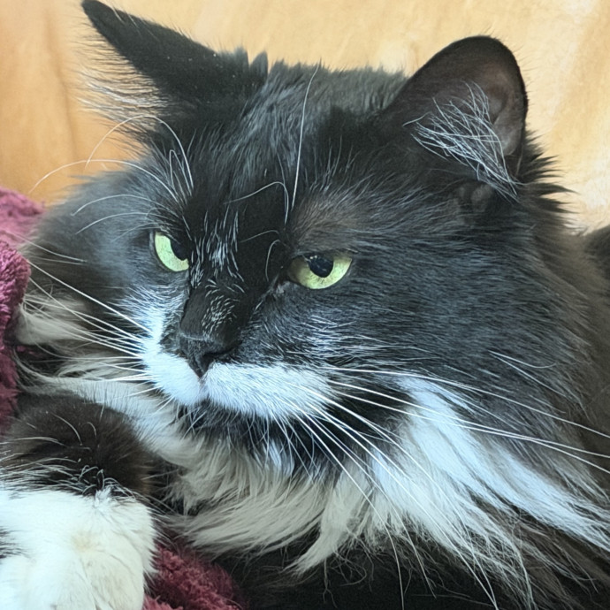 The Cat Whisperer -Luxury Cat Care photo 3