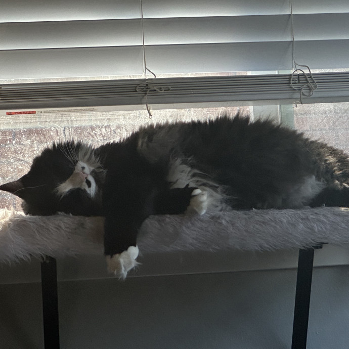The Cat Whisperer -Luxury Cat Care photo 2