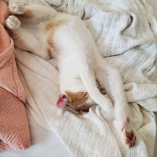 Excellent Cat Sitting In Raleigh