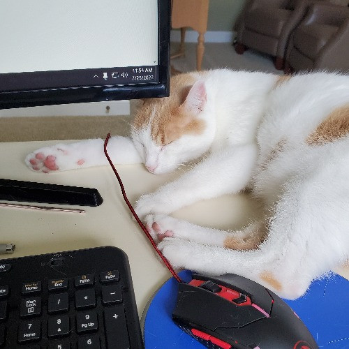 Excellent Cat Sitting In Raleigh photo 3