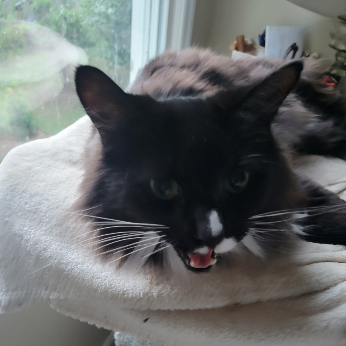 Excellent Cat Sitting In Raleigh