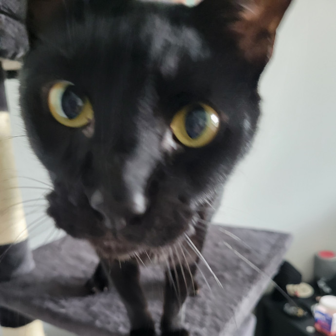 Excellent Cat Sitting In Raleigh photo 3