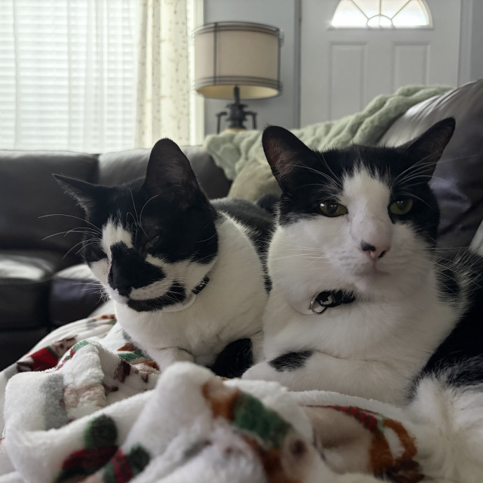 Animal Hospital Worker And Cat Mom photo 2