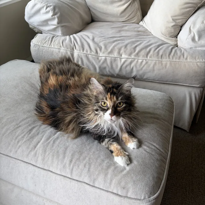 Cate V.