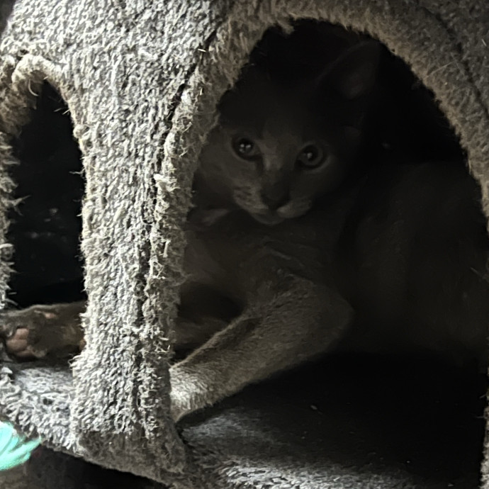 Your Pawsitively Purrrfect Pet Pal