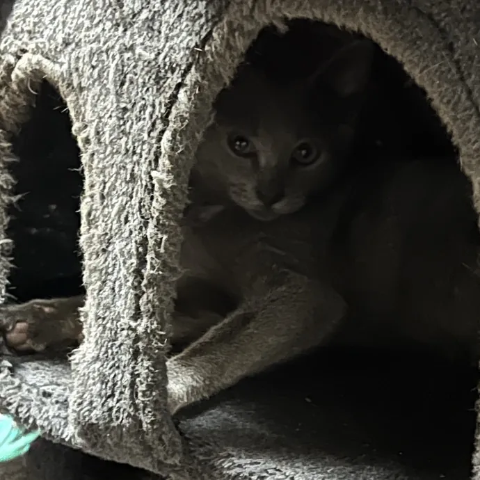 Your Pawsitively Purrrfect Pet Pal