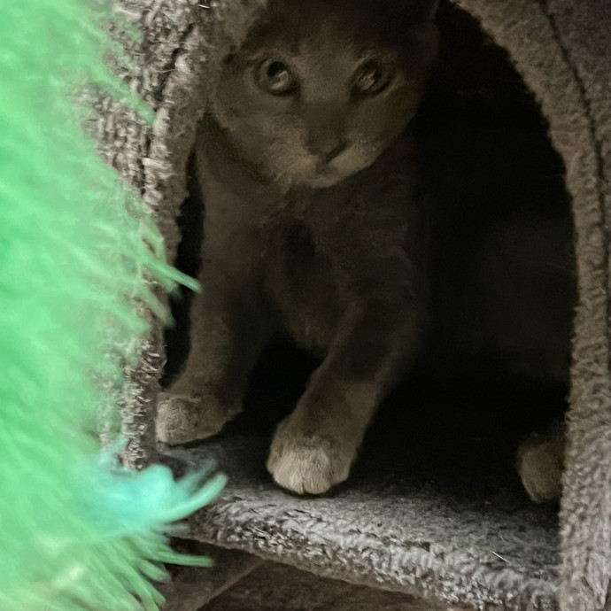 Your Pawsitively Purrrfect Pet Pal