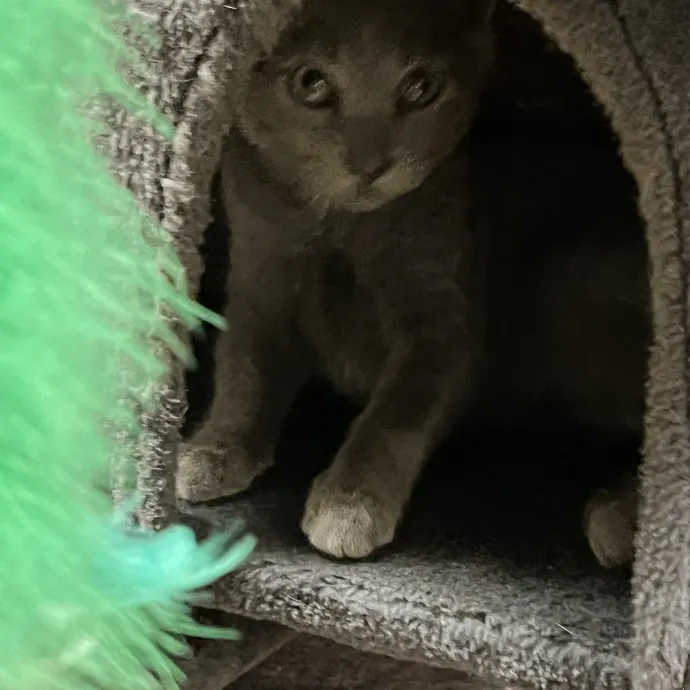 Your Pawsitively Purrrfect Pet Pal