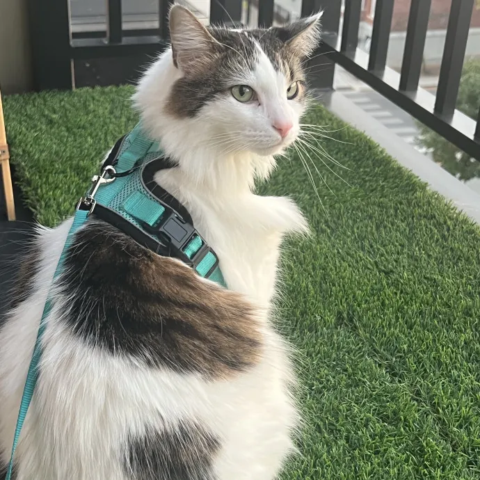 Your Pawsitively Purrrfect Pet Pal