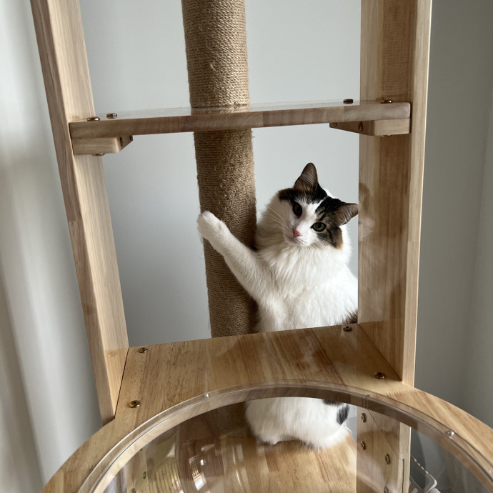 Your Pawsitively Purrrfect Pet Pal