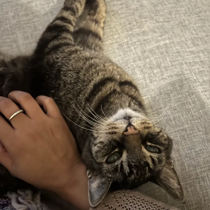 Your Pawsitively Purrrfect Pet Pal