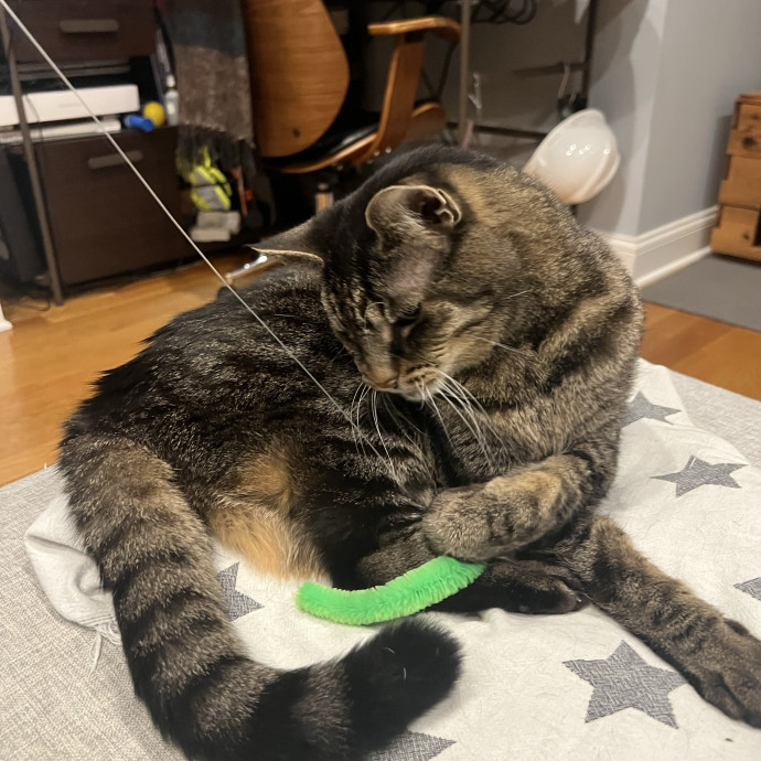 Your Pawsitively Purrrfect Pet Pal