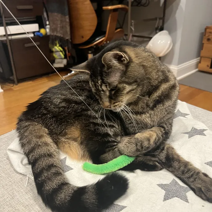 Your Pawsitively Purrrfect Pet Pal