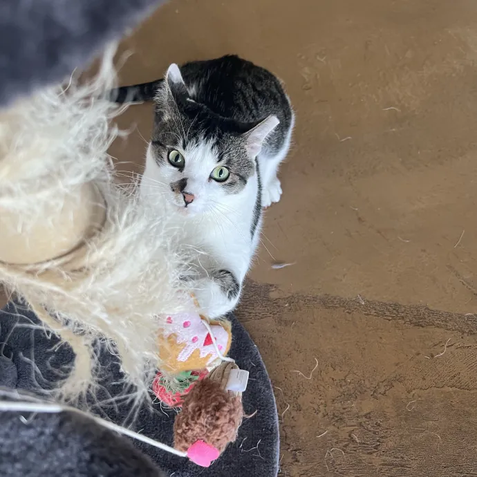 Your Pawsitively Purrrfect Pet Pal