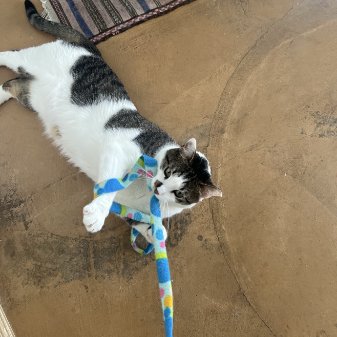 Your Pawsitively Purrrfect Pet Pal