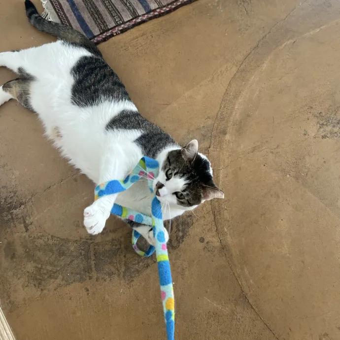 Your Pawsitively Purrrfect Pet Pal