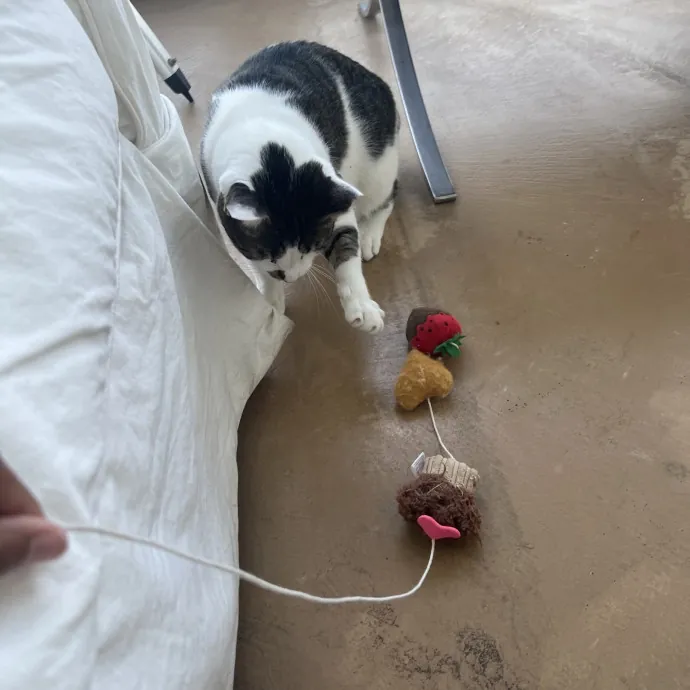 Your Pawsitively Purrrfect Pet Pal