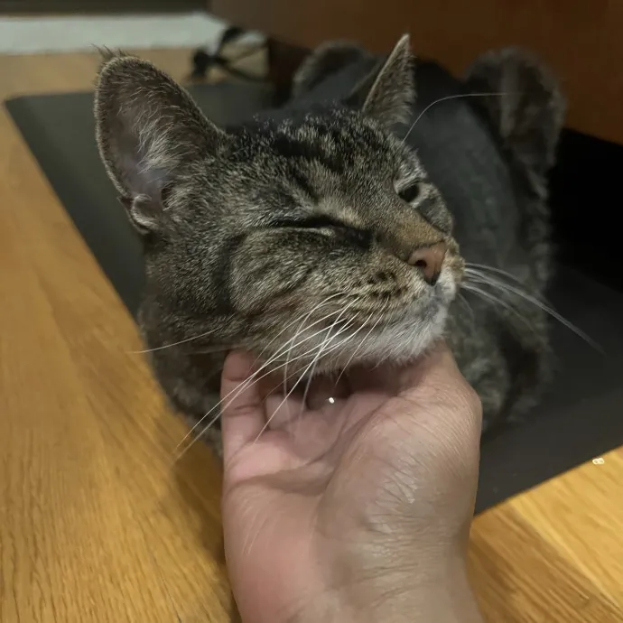 Your Pawsitively Purrrfect Pet Pal