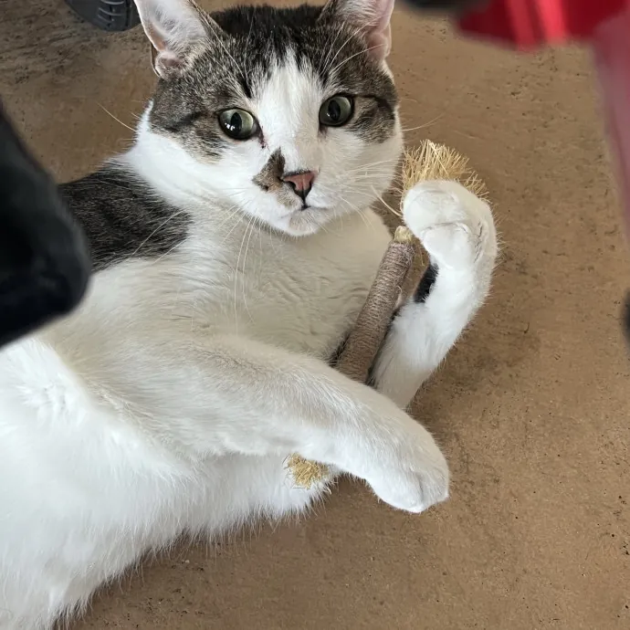 Your Pawsitively Purrrfect Pet Pal