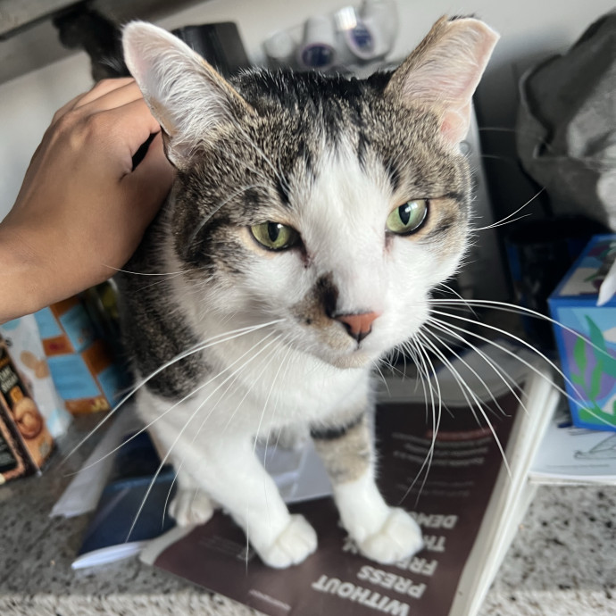 Your Pawsitively Purrrfect Pet Pal