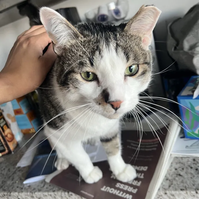 Your Pawsitively Purrrfect Pet Pal