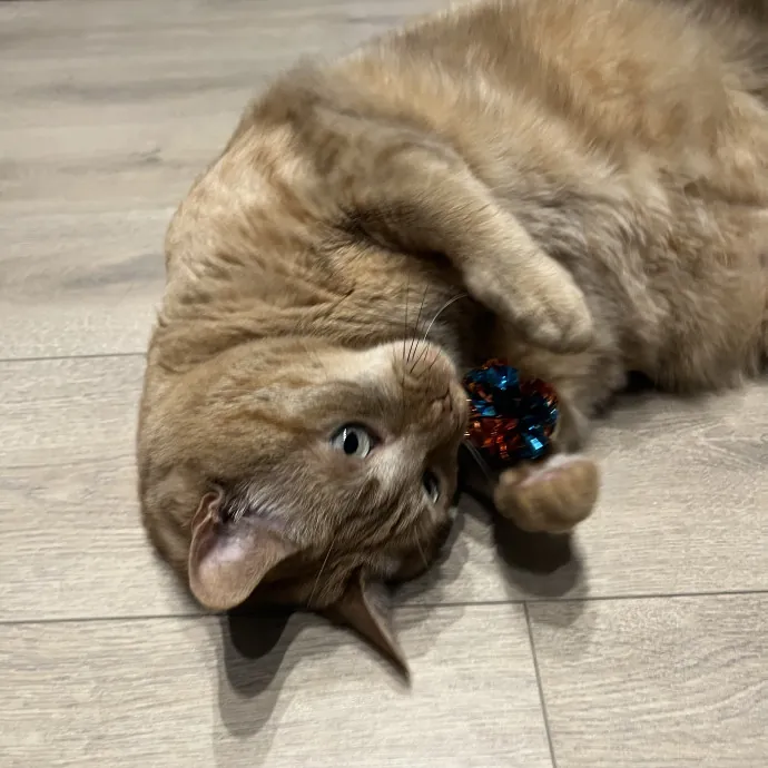 Your Pawsitively Purrrfect Pet Pal