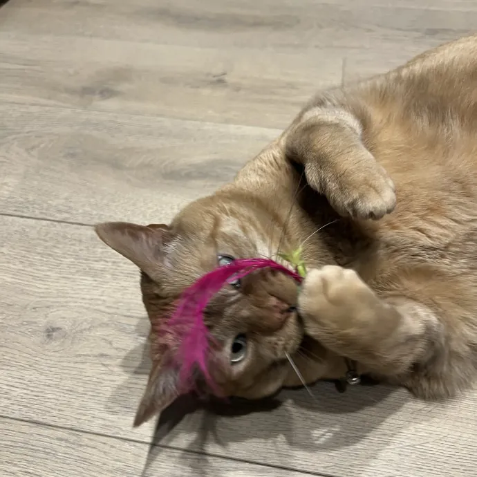 Your Pawsitively Purrrfect Pet Pal