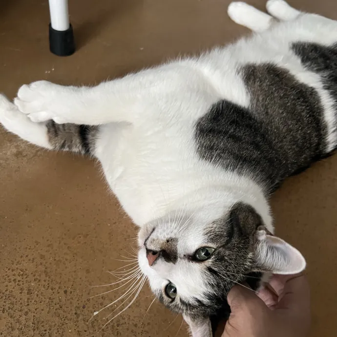 Your Pawsitively Purrrfect Pet Pal