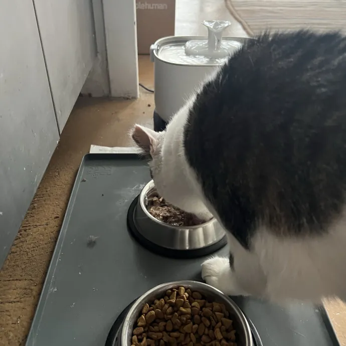 Your Pawsitively Purrrfect Pet Pal