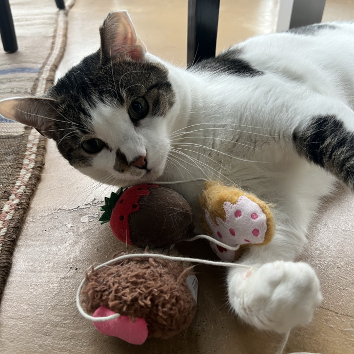 Your Pawsitively Purrrfect Pet Pal