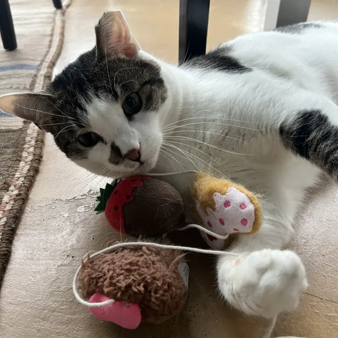 Your Pawsitively Purrrfect Pet Pal