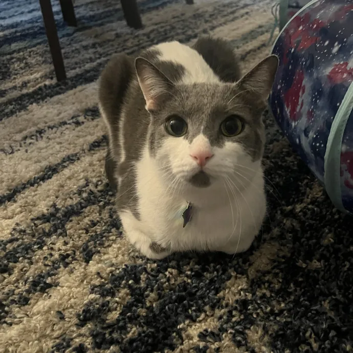 Your Pawsitively Purrrfect Pet Pal