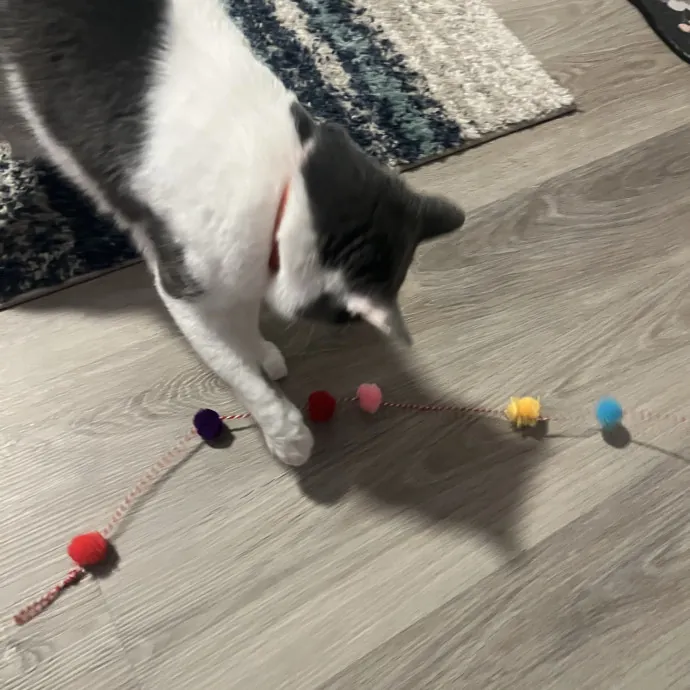 Your Pawsitively Purrrfect Pet Pal