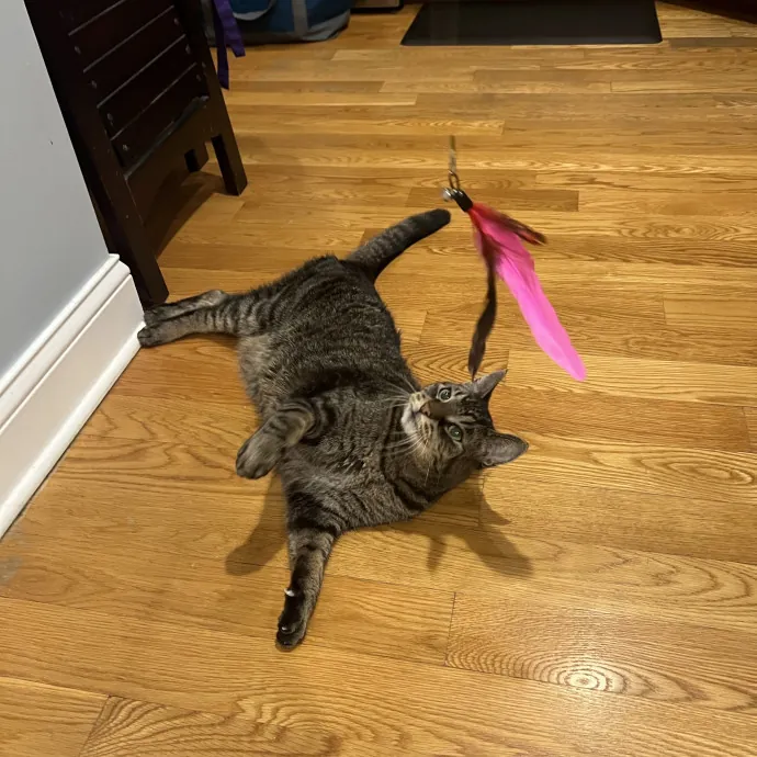 Your Pawsitively Purrrfect Pet Pal