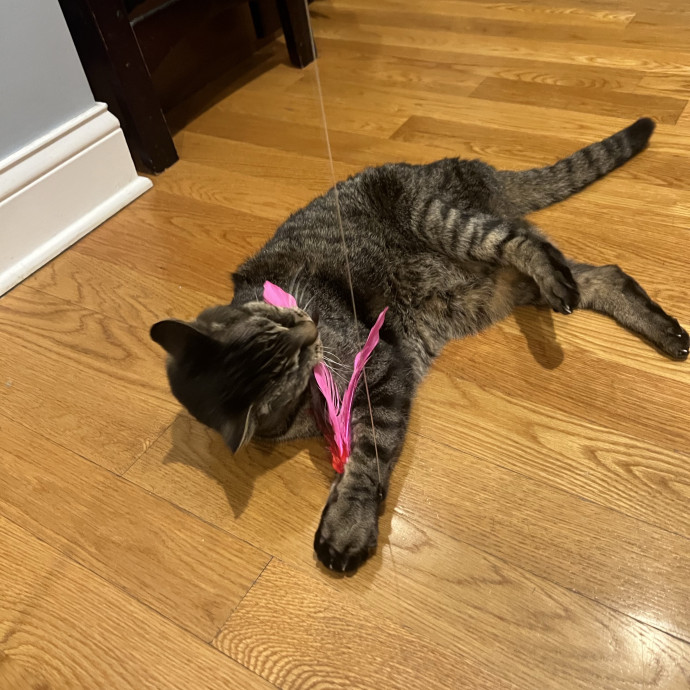 Your Pawsitively Purrrfect Pet Pal