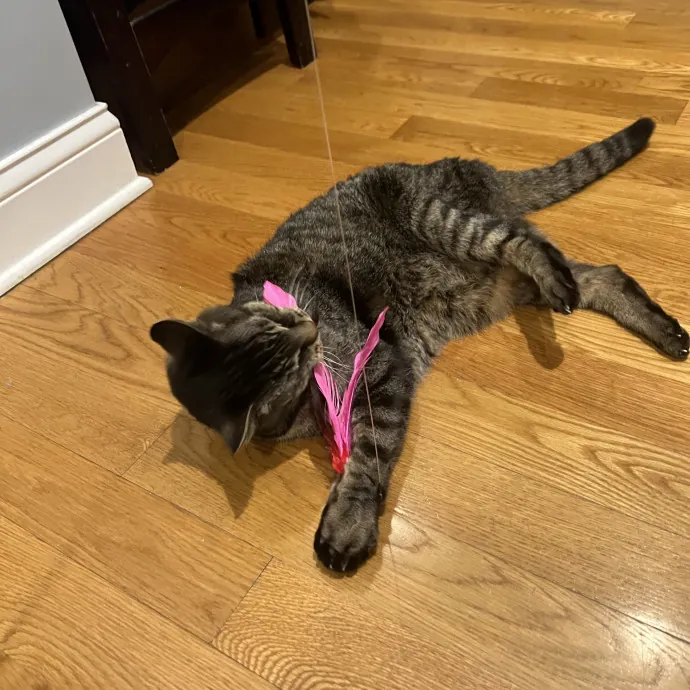 Your Pawsitively Purrrfect Pet Pal