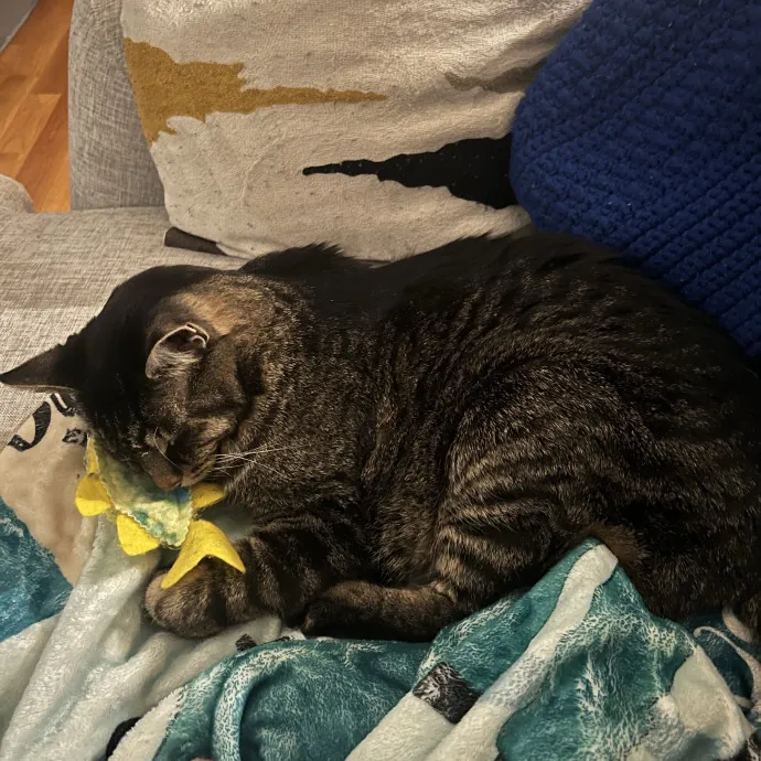 Your Pawsitively Purrrfect Pet Pal