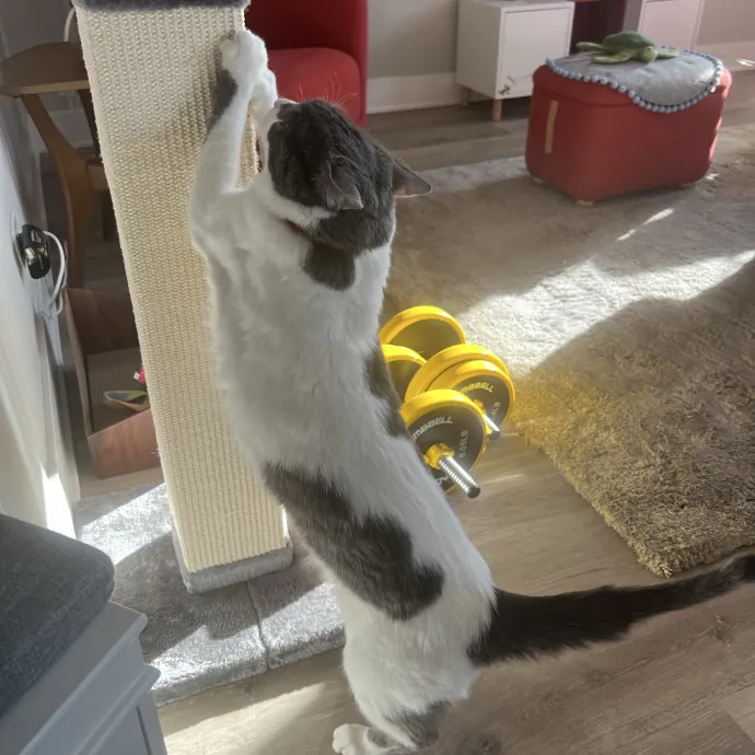 Your Pawsitively Purrrfect Pet Pal